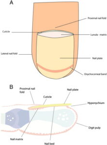 Introduction to Nail Anatomy