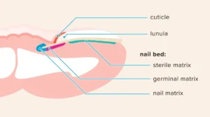 Nail Matrix