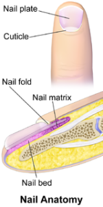 Nail Bed