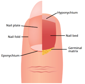 The Composition of Nails