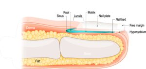 Nail Root