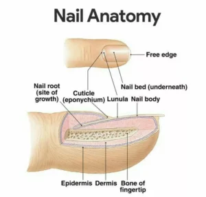 Nail Anatomy and Health