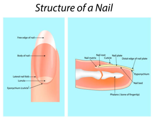 Nail Anatomy 101: Understanding the Structure of Your Nails