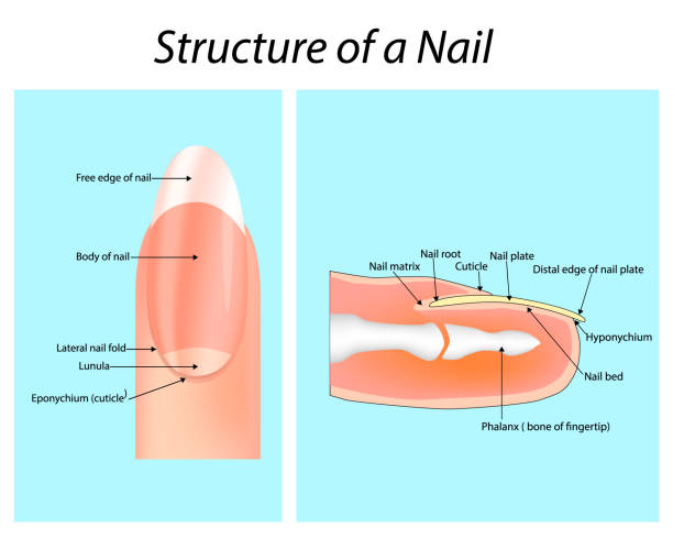 Nail Anatomy 101: Understanding the Structure of Your Nails