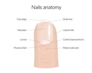  Nail Matrix